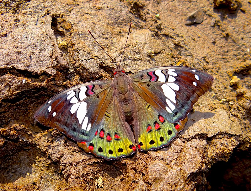 Euthalia lubentina